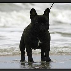 Fransk bulldog Zecudas Colonel Nordic