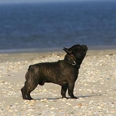 Fransk bulldog Zecudas Colonel Nordic