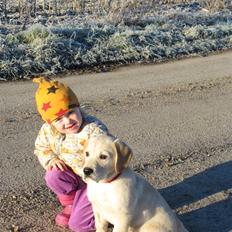 Golden retriever Buller