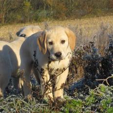 Golden retriever Buller