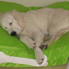 Golden retriever Zoey