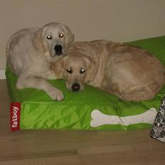 Golden retriever Zoey