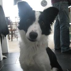 Border collie Malou