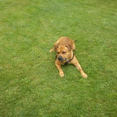 Blanding af racer Kalu