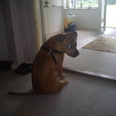 Blanding af racer Kalu