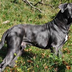 Cane corso Mjølner