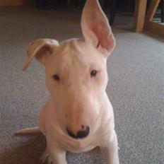 Bullterrier Bella