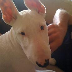 Bullterrier Bella