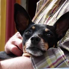 Blanding af racer Ida