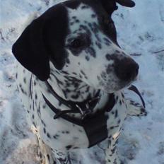 Blanding af racer Perle