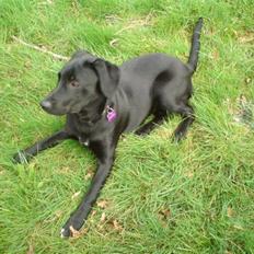 Blanding af racer Blackie