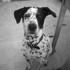 Blanding af racer Perle