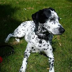 Blanding af racer Perle