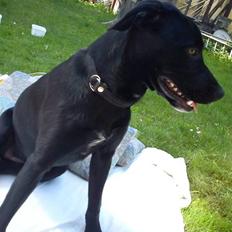 Blanding af racer Blackie