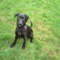 Blanding af racer Blackie