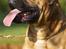 Bullmastiff Brak's On Slow Track
