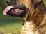 Bullmastiff Brak's On Slow Track