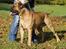 Bullmastiff Brak's On Slow Track