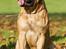 Bullmastiff Brak's On Slow Track