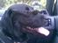 Labrador retriever Balto