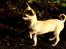 Chihuahua High Fly Chagall