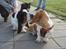 Basset hound Holger - Holger med sin elskede Wilma - en lille mysser