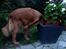 Nova scotia duck tolling retriever charlie - 13)drikker vand i en kruke:D han løftede forebeneneXD