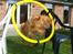 Nova scotia duck tolling retriever charlie - min gode Springhund!:D