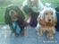 Cocker spaniel donna - Donna blir gift med Johnny<3XD