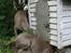 Weimaraner Hot Shoot´s Lotto (Anden) HD-A - Gravkoen Lotto
