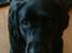 Labrador retriever Zenta