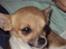 Chihuahua Amanda 