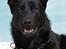 Schæferhund Caisar (R.I.P.)