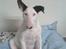Bullterrier R.I.P Viggo 3.08.2010 - Med et øre rejst nu ;)