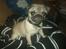 Mops Joey - hej!!!!! smukke joey <3