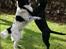 Blanding af racer Nala - Nala og Cosmo´s parrings dans