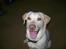 Labrador retriever Tulle <3 R.I.P ;( - Velkommen til tulle pigen´s profil :D <3 