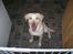 Labrador retriever Tulle <3 R.I.P ;(
