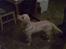 Labrador retriever Tulle <3 R.I.P ;(