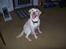 Labrador retriever Tulle <3 R.I.P ;(