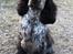 Cocker spaniel Dylan-Dan-L's Black Money - Dylan 10 mrd. på ferie på bornholm.