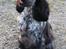 Cocker spaniel Dylan-Dan-L's Black Money - Ferie på bornholm.