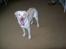 Labrador retriever Tulle <3 R.I.P ;( - skønne hund ! <3 