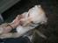 Labrador retriever Tulle <3 R.I.P ;(
