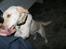 Labrador retriever Tulle <3 R.I.P ;(