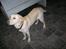 Labrador retriever Tulle <3 R.I.P ;(