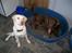 Labrador retriever Tulle <3 R.I.P ;( - Sambo og Tulle :* <3 