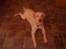 Labrador retriever Tulle <3 R.I.P ;(