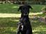 Blanding af racer Nala