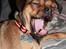 Blanding af racer (Mops/Dv. pinscher) -Sika